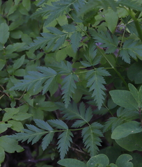 Ligusticum canbyi