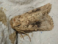 Mythimna languida