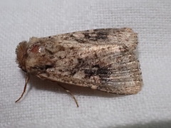 Mythimna languida