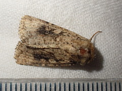 Mythimna languida