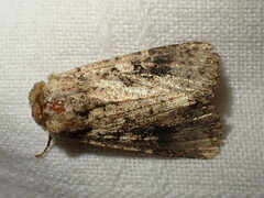 Mythimna languida