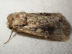 Mythimna languida