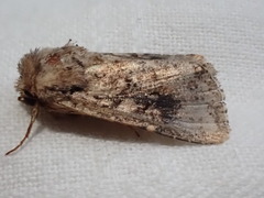 Mythimna languida