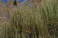 Ephedra americana