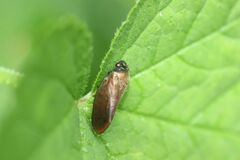 Eoscarta assimilis