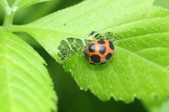 Diekeana admirabilis