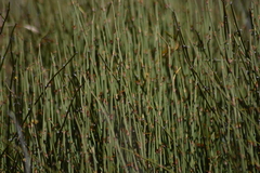 Ephedra americana