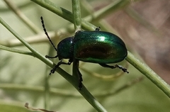 Chrysochus auratus