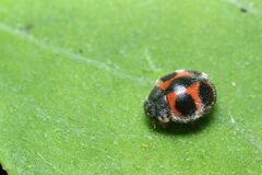 Platynaspidius maculosa