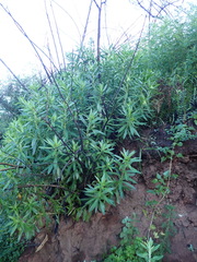 Lobostemon belliformis