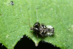 Cochlochila conchata