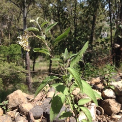 Solanum bulbocastanum