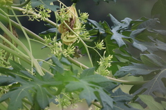 Cinnyris coccinigastrus