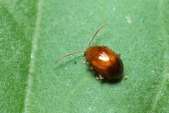 Sphaeroderma tarsatum