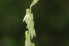 Epipogium roseum