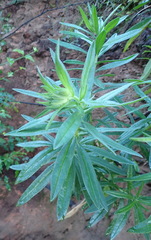 Lobostemon belliformis