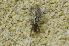 Menemerus brachygnathus