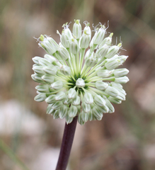 Allium leucanthum