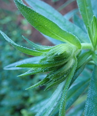 Lobostemon belliformis