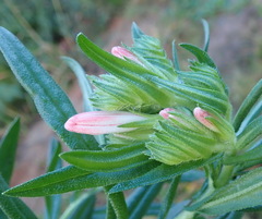 Lobostemon belliformis