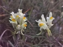 Linaria vulgaris