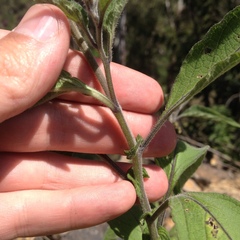 Solanum bulbocastanum