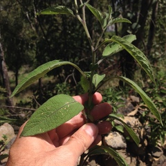Solanum bulbocastanum