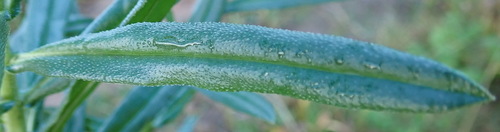 Image of Lobostemon belliformis by (c) Nicola van Berkel, some rights reserved (CC BY-SA)