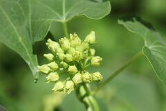 Cynanchum wilfordii