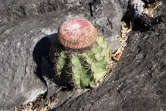 Melocactus levitestatus