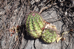 Melocactus levitestatus