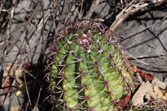 Melocactus levitestatus