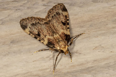 Aglossa costiferalis