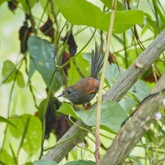 Synallaxis brachyura