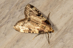 Aglossa costiferalis