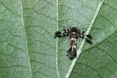 Atrijuglans hetaohei