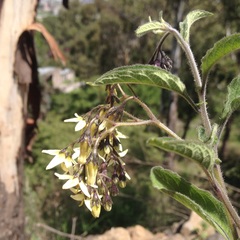 Solanum bulbocastanum