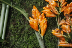 Stromanthe jacquinii