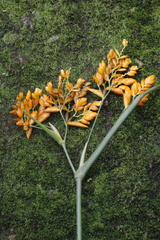 Stromanthe jacquinii