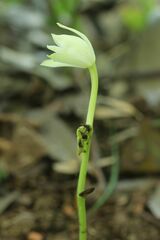 Cymbidium nipponicum