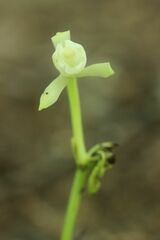 Cymbidium nipponicum