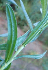 Lobostemon belliformis