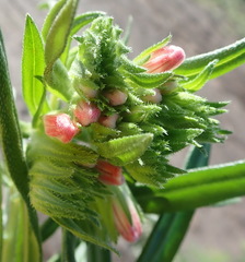 Lobostemon belliformis
