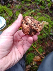 Tuber oregonense
