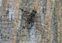 Tephritis vespertina