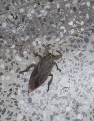 Lethocerus indicus