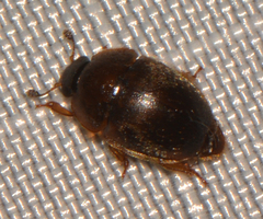 Amphicrossus ciliatus
