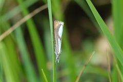 Catoptria conchella