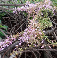 Cyphia digitata digitata