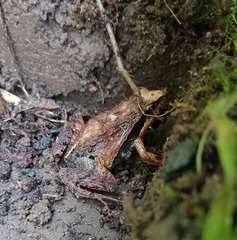 Physalaemus gracilis